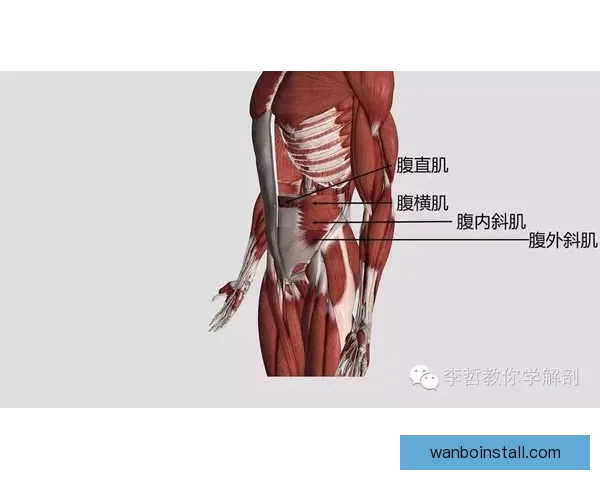 里夫斯腹斜肌二级损伤专家解析詹皇季后赛核心策略